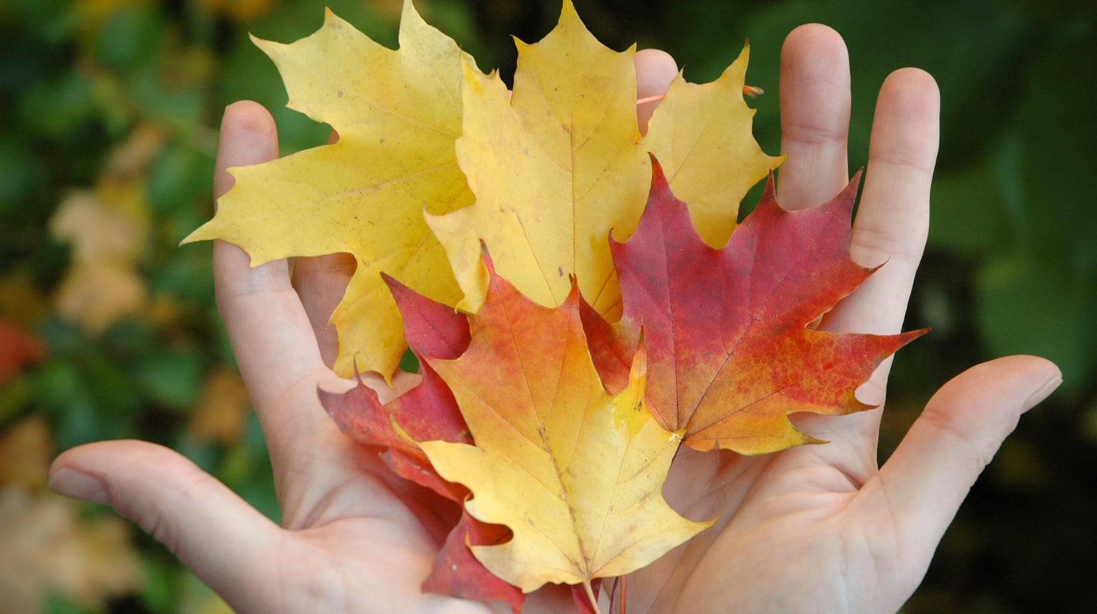 Hender som holder et høstløv